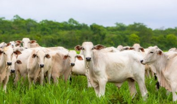 China, câmbio e frigoríficos: Para onde vão os preços da carne bovina e do boi gordo em 2024?