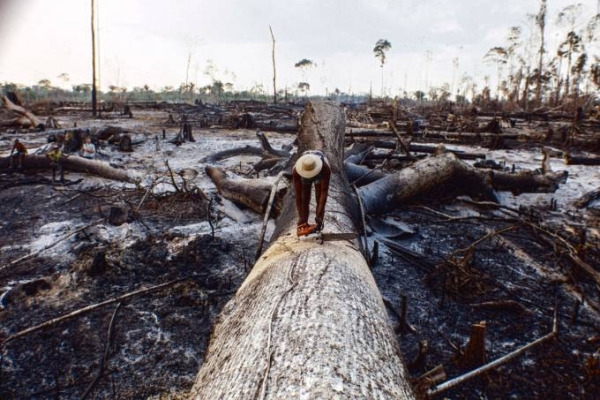 Preservação da Amazônia: quem vai pagar a conta?